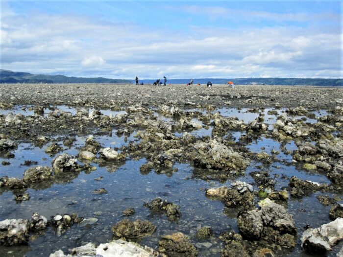 Clam Digging along the Washington Coast – WildXena | Life, Travel, Food