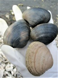 Clam Digging along the Washington Coast – WildXena | Life, Travel, Food